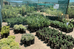 windhoeknursery3