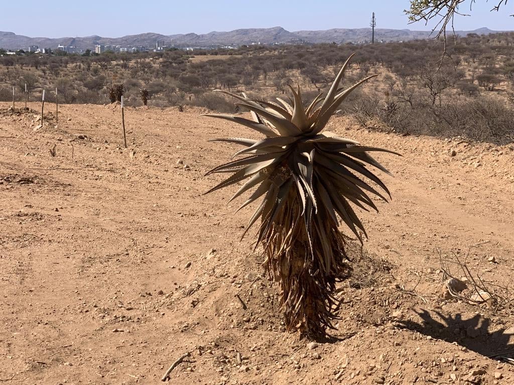 Namib Trees — image from its website